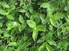 Salix apoda