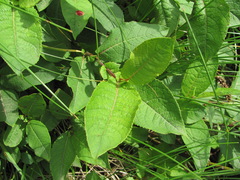 Salix apoda