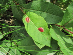 Salix apoda