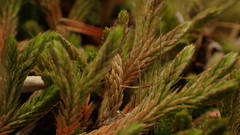 Selaginella wallacei image