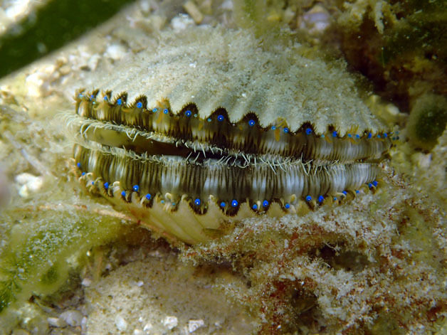 Atlantic Bay Scallop, photo 1 of 8