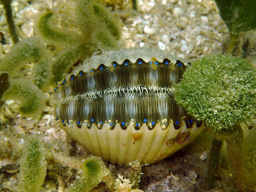 Atlantic Bay Scallop