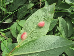 Salix apoda