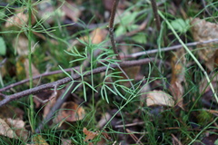 Ostericum tenuifolium