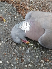 Columba palumbus