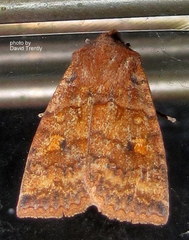 Eupsilia tristigmata