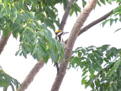 Chrysocolaptes festivus