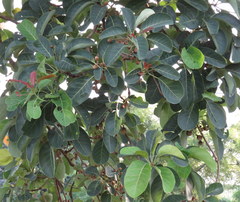 Terminalia bellirica