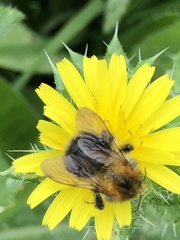 Bombus pascuorum