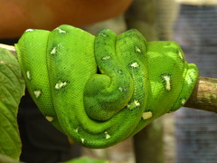 Corallus caninus