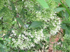 Pavetta indica