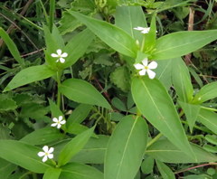 Catharanthus pusillus