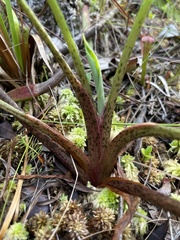 Peltandra sagittifolia