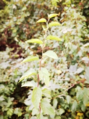 Spiraea chamaedryfolia