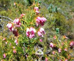 Erica subulata