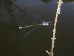 Lestes macrostigma