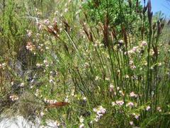 Erica subulata