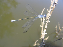 Lestes macrostigma