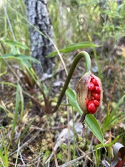 Peltandra sagittifolia