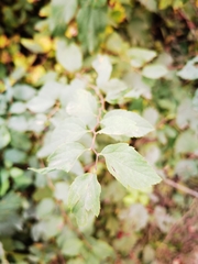 Spiraea chamaedryfolia