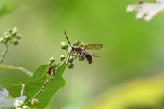 Campsomeriella