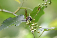 Campsomeriella