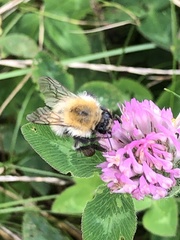 Bombus pascuorum