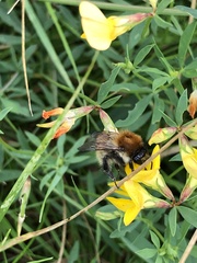Bombus pascuorum