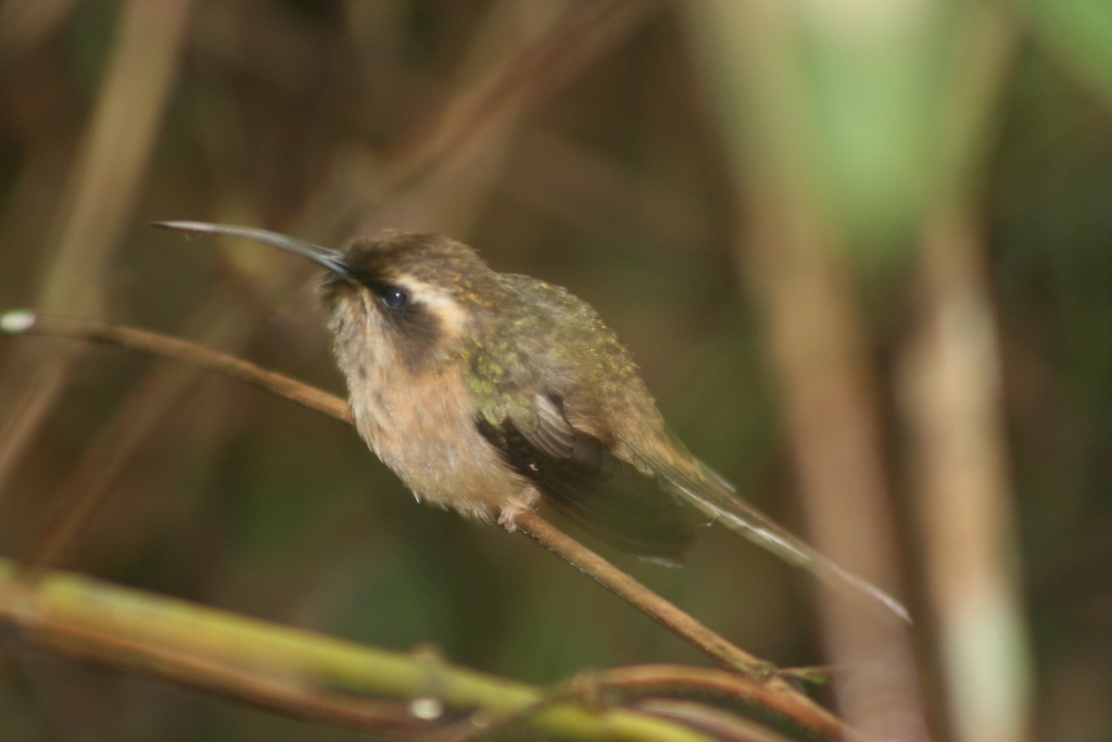 Dusky-throated Hermit (Phaethornis squalidus), photo 4