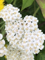 Achillea millefolium