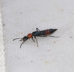 Paederus cruenticollis