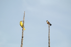 Microhierax fringillarius