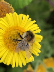 Bombus humilis