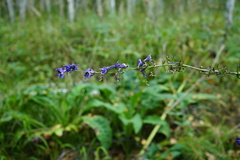 Delphinium crassifolium