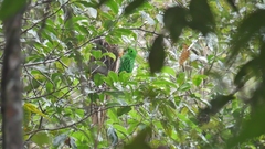 Calyptomena whiteheadi