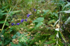 Delphinium crassifolium