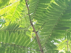 Pentaclethra macroloba