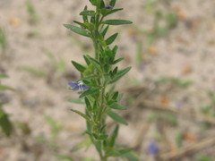 Veronica dillenii