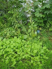 Cicerbita macrophylla