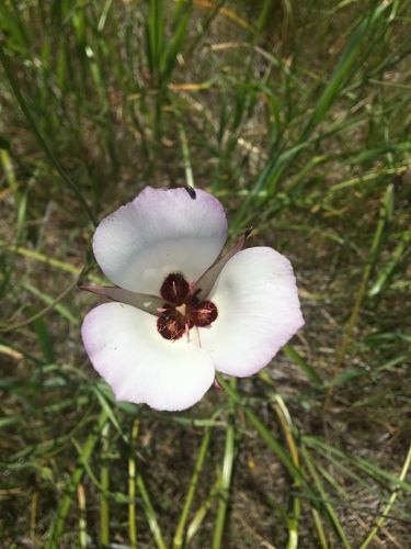 iNaturalist observation photo of Catalina mariposa lily