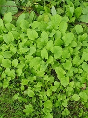 Cicerbita macrophylla
