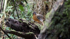 Arborophila hyperythra