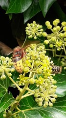 Vespa crabro