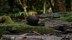Haematortyx sanguiniceps