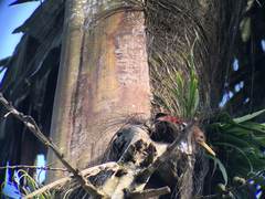 Blythipicus pyrrhotis