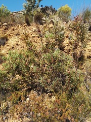 Leucadendron gydoense