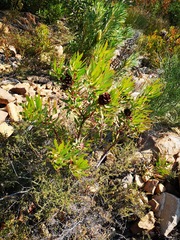 Leucadendron gydoense