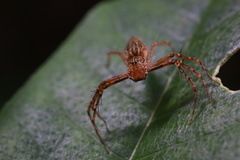 Hamadruas sikkimensis