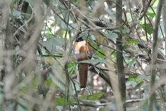 Harpactes orrhophaeus