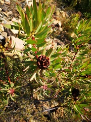 Leucadendron gydoense